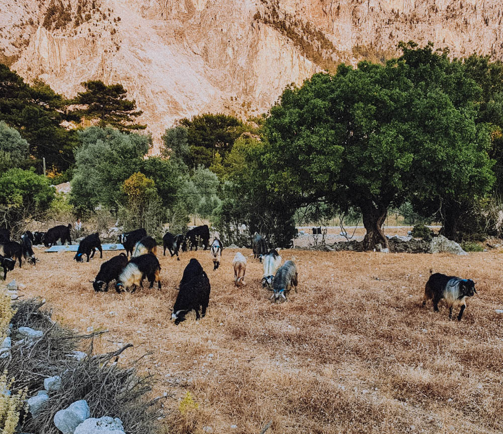 Goats grazing in the village of Kirme on the Lycian Way in Fethiye, Turkey. 