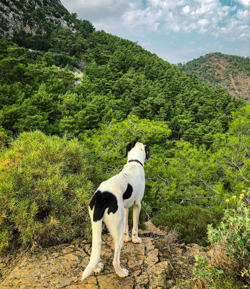 A street dog following hikers on the trail of the Lycian Way in Turkey. 